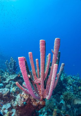 Honduras, Roatan adasının kıyısındaki Karayip mercan resifi.