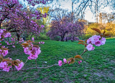 Central Park 'ta bahar, New York' ta sabah erken saatlerde çiçek açan kiraz ağaçları...