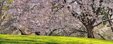 Malus coronaria, tatlı yaban elması veya çelenk olarak da bilinen Kuzey Amerika 'da yetişen bir yaban elması türüdür.