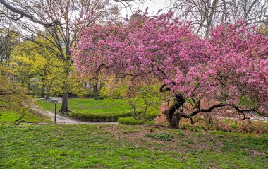 Central Park 'ta bahar, New York' ta sabah erken saatlerde çiçek açan kiraz ağaçları...