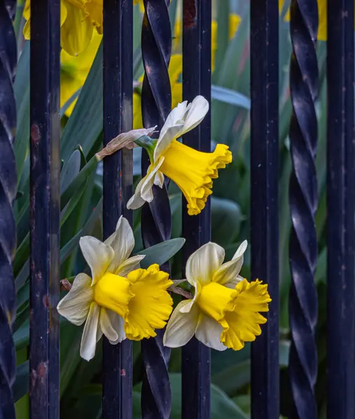 Narcissus Rod Převážně Jarních Trvalek Čeledi Amaryllis Amaryllidaceae Různé Běžné Royalty Free Stock Fotografie