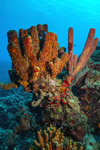 Arrecife Coral Caribeño Frente Costa Isla Roatán Honduras Imágenes De Stock Sin Royalties Gratis