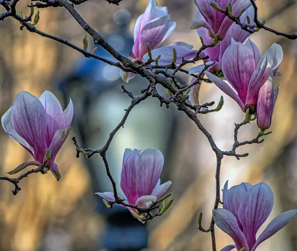 Magnolia Árbol Primavera Con Flores Plena Floración Central Park Nueva Imagen de archivo