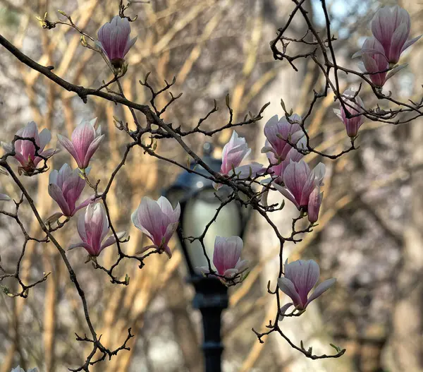 春のマグノリアの木 フルブラッシングの花 セントラルPark Nyc ストック写真