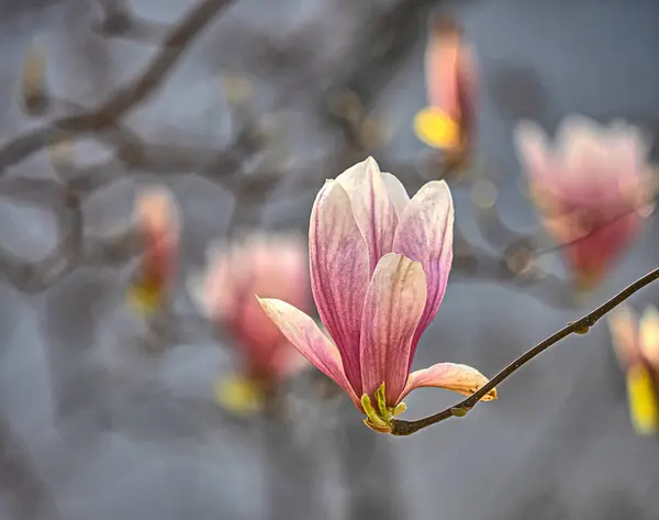 Magnolia Árbol Primavera Con Flores Plena Floración Central Park Nueva Imagen de stock