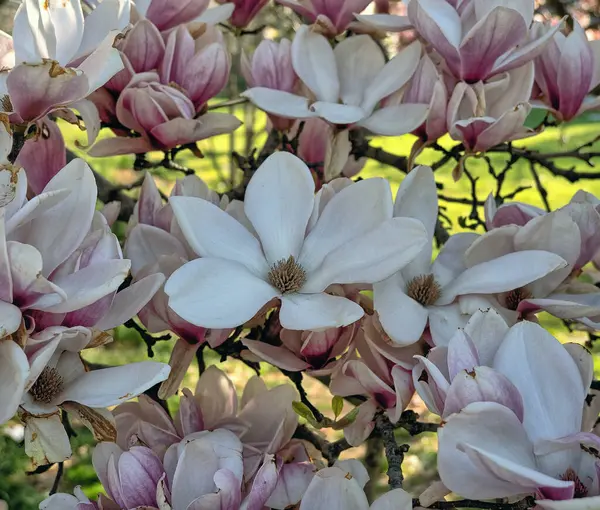 Magnolia Arbre Printemps Avec Des Fleurs Pleine Floraison Central Park Image En Vente