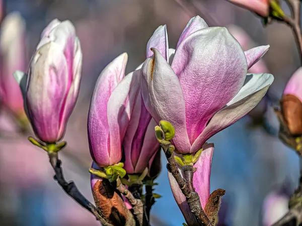 Magnolia Träd Ren Med Full Blommande Blommor Central Park Nyc Royaltyfria Stockfoton