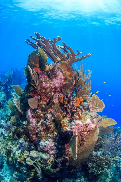 ホンジュラスのロアタン島沖のカリブ海のサンゴ礁 ロイヤリティフリーのストック画像