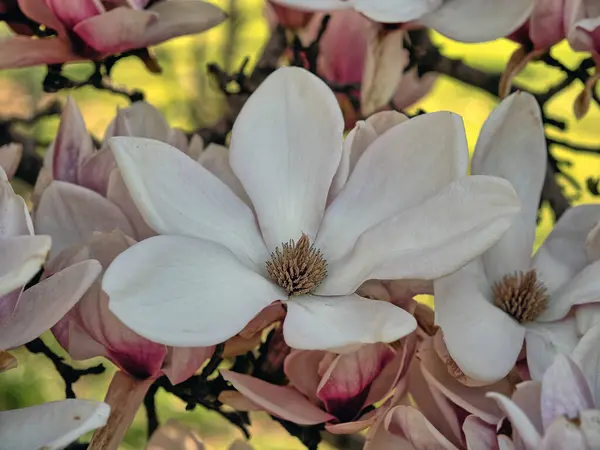 Magnolia Arbre Printemps Avec Des Fleurs Pleine Floraison Central Park Photo De Stock