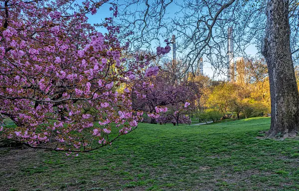 Primavera Central Park Nueva York Con Cerezos Florecientes Madrugada Fotos de stock