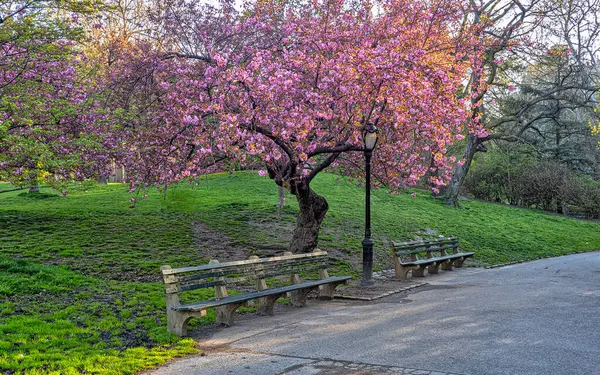 Frühling Central Park New York City Mit Blühenden Kirschbäumen Frühen Stockbild