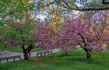 Central Park 'ta bahar, New York' ta sabah erken saatlerde çiçek açan kiraz ağaçları...