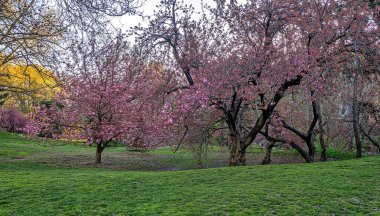 Central Park 'ta bahar, New York' ta sabah erken saatlerde çiçek açan kiraz ağaçları...