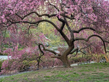 Central Park 'ta bahar, New York' ta sabah erken saatlerde çiçek açan kiraz ağaçları...