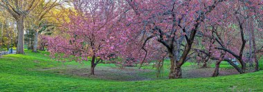 Central Park 'ta bahar, New York' ta sabah erken saatlerde çiçek açan kiraz ağaçları...