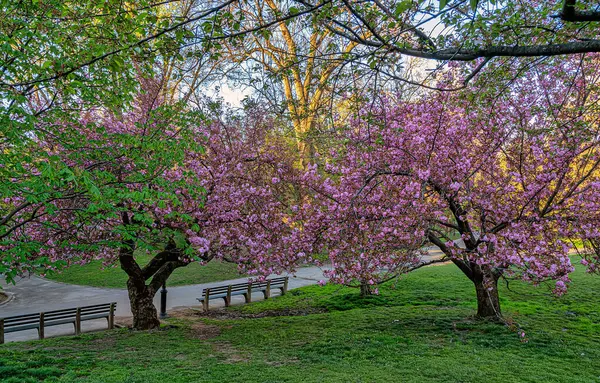 Central Park 'ta bahar, New York' ta sabah erken saatlerde çiçek açan kiraz ağaçları...