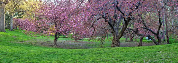 Primavera Central Park Nueva York Con Cerezos Florecientes Madrugada Fotos de stock libres de derechos