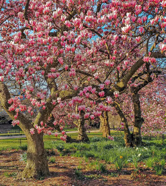 Primavera Central Park New York Con Magnolie Piena Fioritura Mattina Immagine Stock