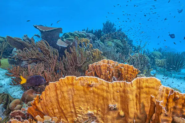 Карибский Коралловый Риф Побережья Острова Бонайр Стоковое Изображение