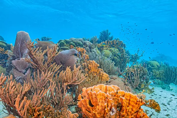 Reciful Corali Din Caraibe Coasta Insulei Bonaire fotografii de stoc fără drepturi de autor