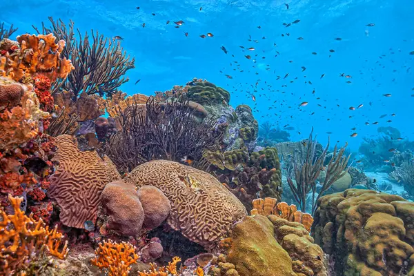 Récif Corallien Caribéen Large Île Bonaire Photos De Stock Libres De Droits