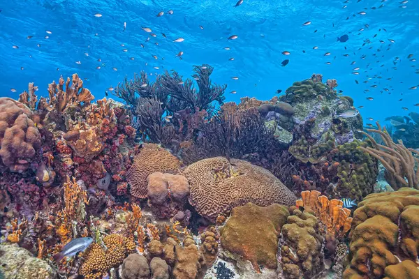 Карибский Коралловый Риф Побережья Острова Бонайр Стоковое Фото