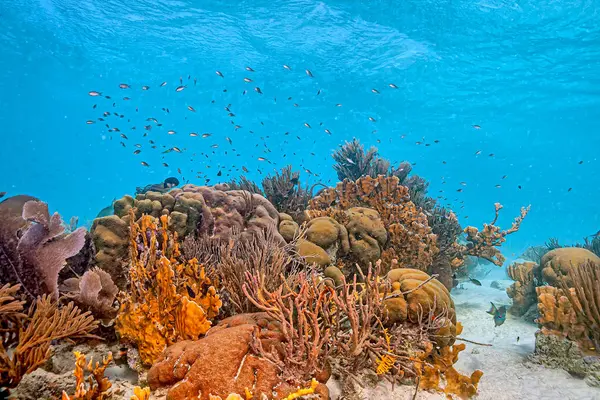 Caribbean Coral Reef Thw Coast Island Bonaire Stock Picture