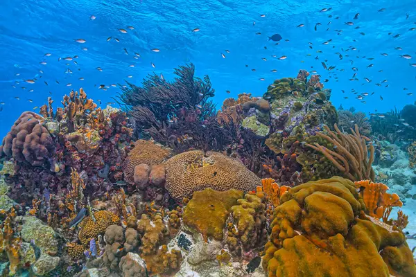 Récif Corallien Caribéen Large Île Bonaire Images De Stock Libres De Droits