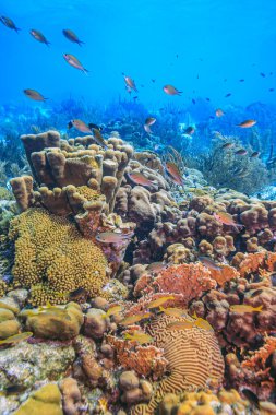 Bonaire adasının kıyısındaki Karayip mercan resifleri