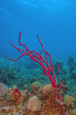Amphimedon compressa, the erect rope sponge, red tree sponge, red tubular sponge, or red sponge is a demosponge clipart