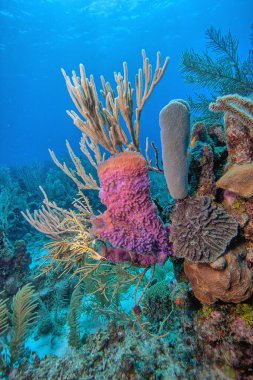 Callyspongia plicifera, the azure vase sponge, is a species of sea sponge belonging to the family Callyspongiidae clipart