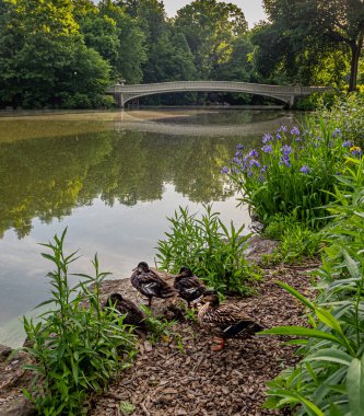 Central Park 'taki gölde, New York' ta, Manhattan 'da, Bow Köprüsü' nde.