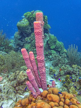 Callyspongia ya da Cladochalina, Callyspongiidae familyasından bir sünger türü.