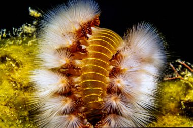 Hermodice carunculata, Amphinomidae familyasına ait bir tür deniz solucanı türüdür.