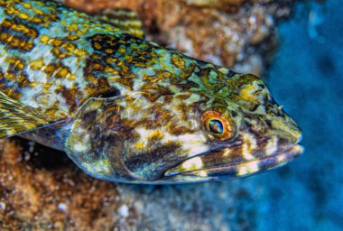 Synodus intermedius, kertenkele familyasından bir balık türüdür (