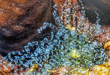 Bartholomea annulata, Aiptasidae familyasından bir deniz şakayığı türüdür..