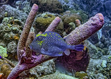  honeycomb cowfish ,Acanthostracion polygonius,belongs to family Ostraciidae. It is also known simply as the trunkfish or cowfish. clipart