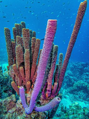 Callyspongia ya da Cladochalina, Callyspongiidae familyasından bir sünger türü.