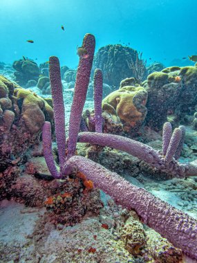 Callyspongia ,Cladochalina, aculeata, commonly known as the branching vase sponge is a species of sea sponge in the family Callyspongiidae clipart