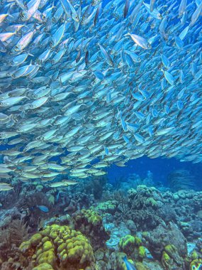 bait ball, or baitball of Jacks off the coast of the island of Bonaire clipart