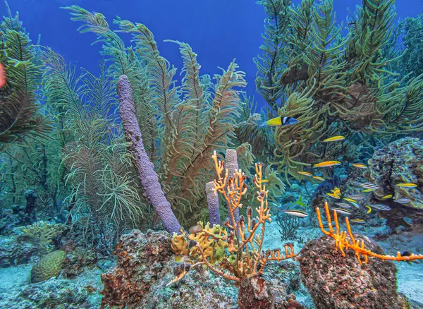 stock image Caribbean coral reef off the coast of the island of Bonaire