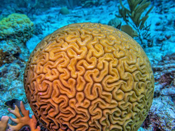 stock image Diploria is a monotypic genus of massive reef building stony corals in the family Mussidae. Diploria labyrinthiformis, commonly known as grooved brain coral 