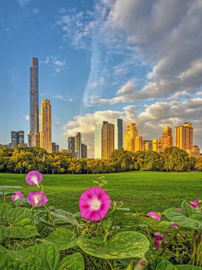 Sheep Meadow, New York, Manhattan 'da 66. caddeden 69. caddeye kadar Central Park' ın güneybatı kesimine yakın 15 dönümlük bir çayır.