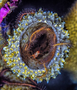 Lysmata wurdemanni, nane karides bilinen bir karides türüdür.