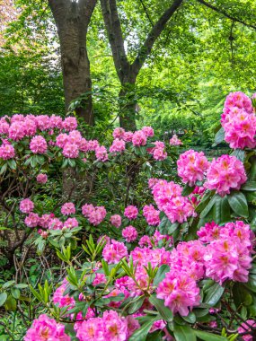 Rhododendron arboreum, ağaç rhododendronu her daim yeşil bir çalı ya da parlak kırmızı çiçekleri olan küçük bir ağaçtır..