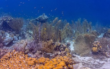 Bonaire adasının kıyısındaki mercan kayalıkları.