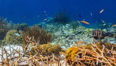Bonaire adasının kıyısındaki mercan kayalıkları.