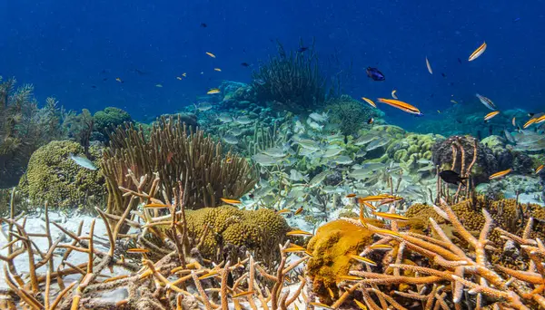 Bonaire adasının kıyısındaki mercan kayalıkları.