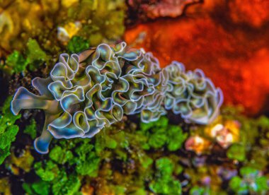 Elysia crispata, common name the lettuce sea slug or lettuce slug, is a large and colorful species of sea slug, a marine gastropod mollusk clipart