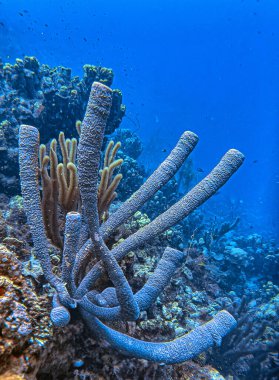 Callyspongia ,Cladochalina, aculeata, commonly known as the branching vase sponge is a species of sea sponge in the family Callyspongiidae off the coast of Bonaire clipart